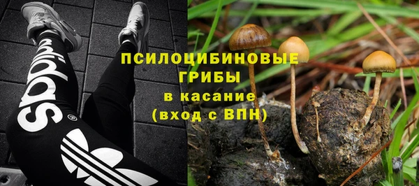хмурый Аркадак