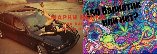 хмурый Аркадак
